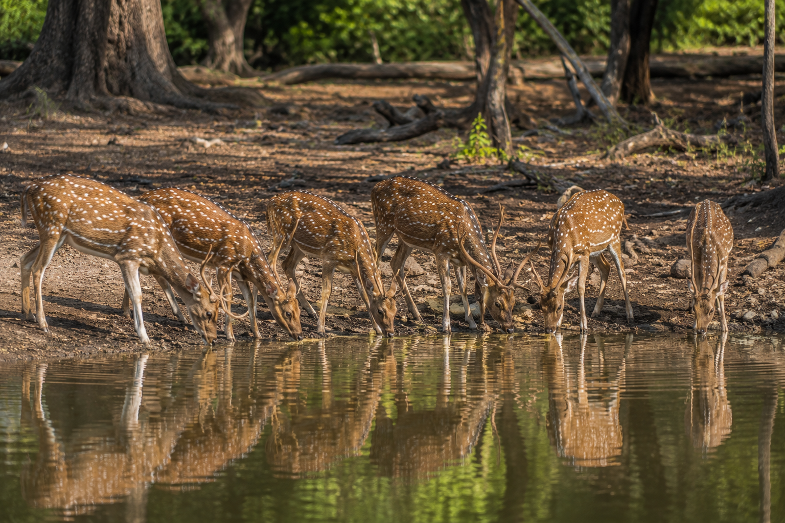 Spotted deer (chital) in Tadoba