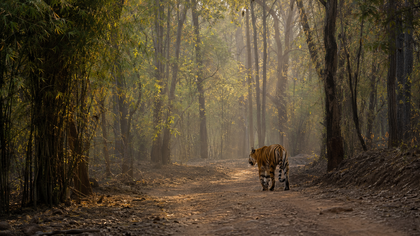 Bengal tiger walking through the teak and bamboo forest at Tadoba-Andhari Tiger Reserve in early morning light