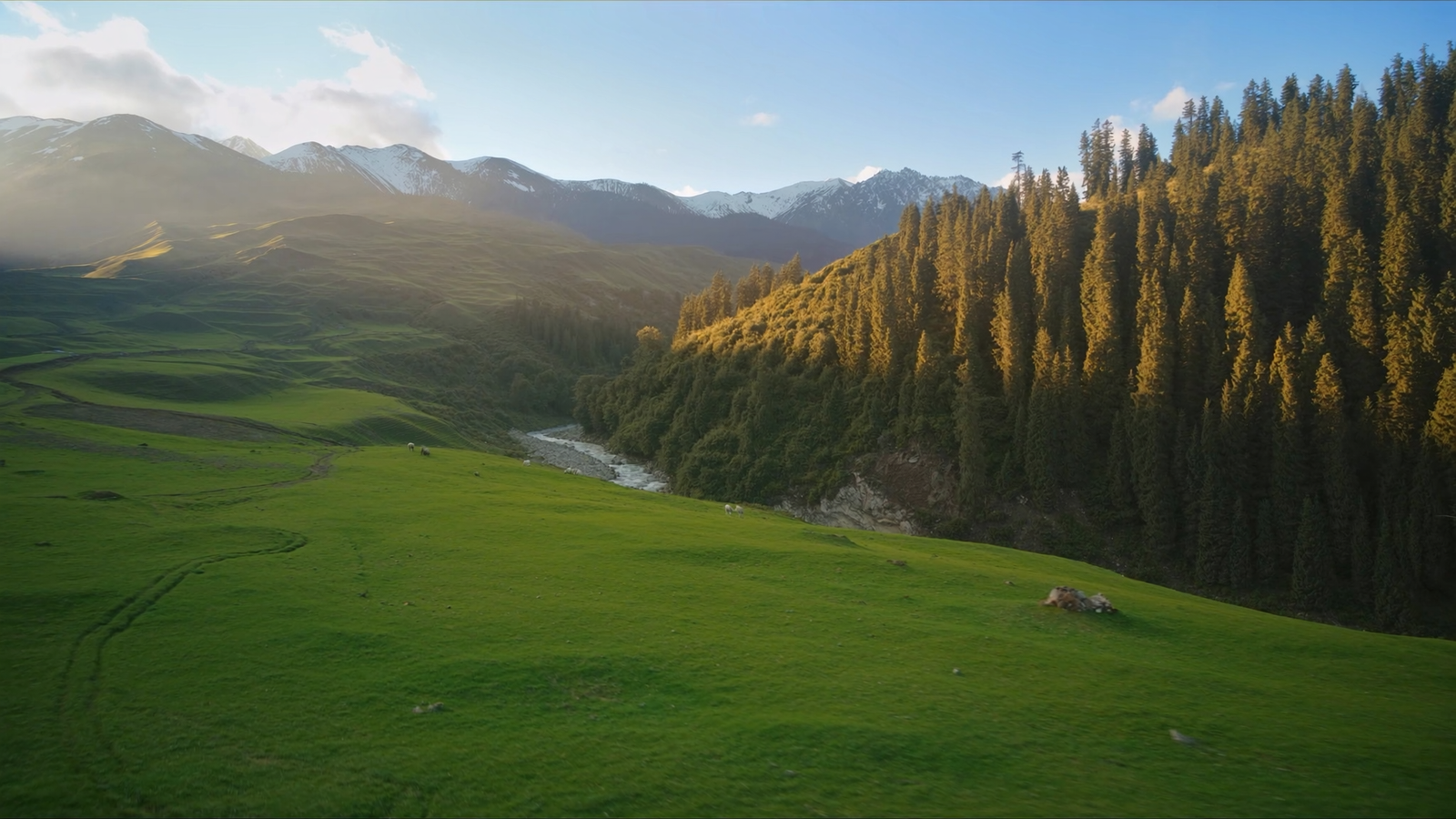 Doodhpathri meadow with pine forests and the Shaliganga stream under the Pir Panjal range