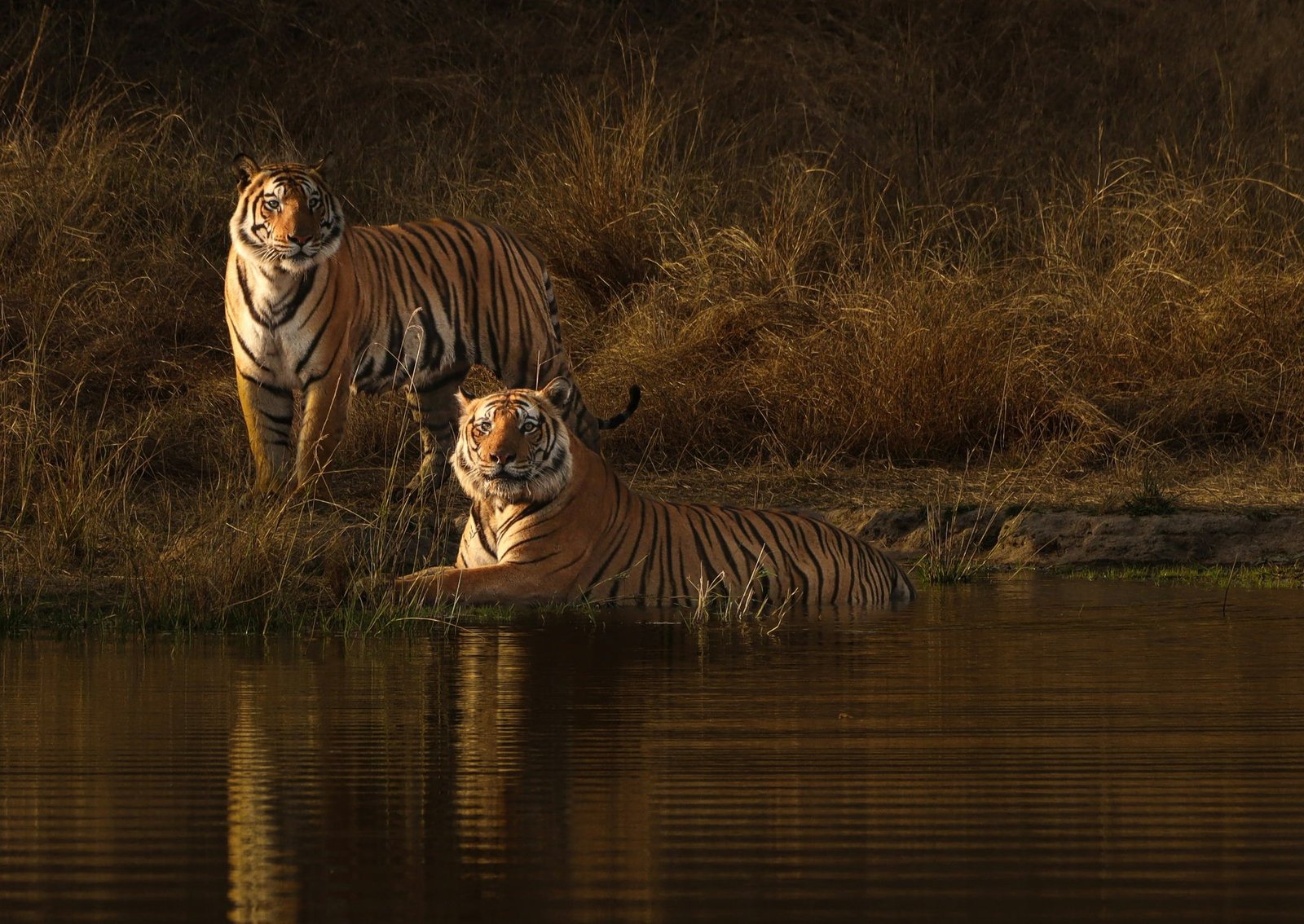Two Bengal tigers at a waterhole in golden light, Bandhavgarh National Park