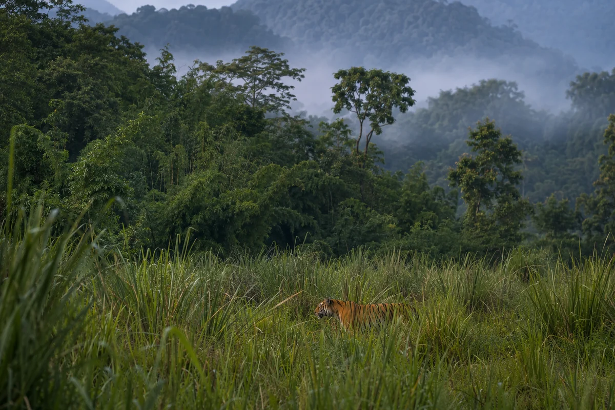 Forest and grassland of Manas National Park on the Bhutan border, Assam, tiger country