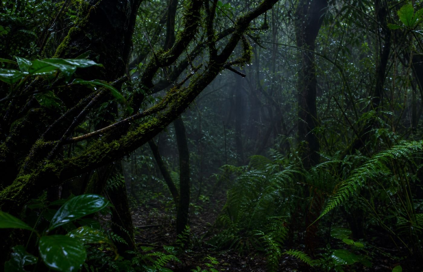 Dense, mist-wrapped rainforest on the slopes around Amboli during the monsoon