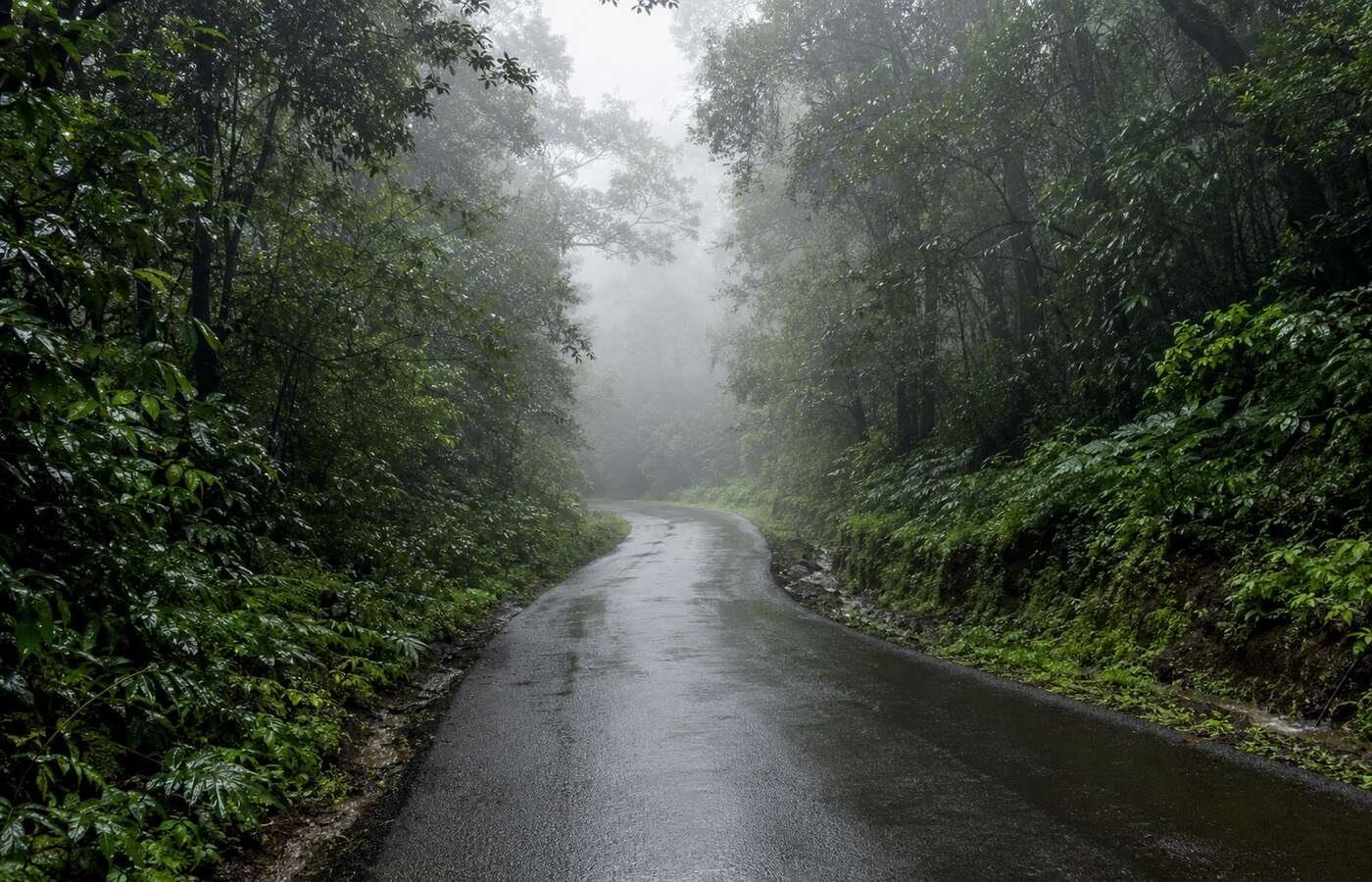 A misty forest road winding through dense green Sahyadri hills near Gaganbawda in the monsoon