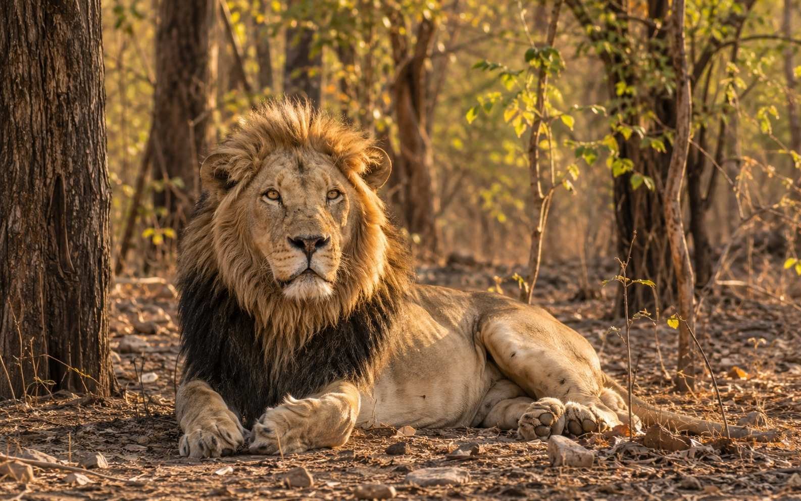 Asiatic lion at Gir National Park
