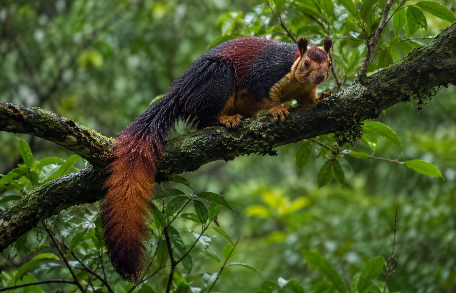 An Indian giant squirrel (Shekru) with a long bushy tail perched in the green forest canopy at Bhimashankar