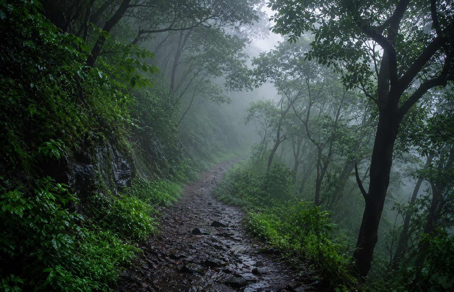 A misty green forest trail winding through the Bhimashankar Wildlife Sanctuary in the monsoon