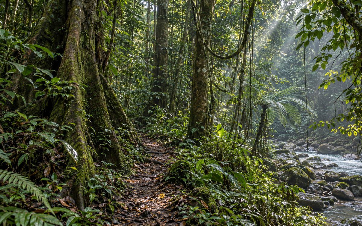 Dense subtropical rainforest and a shaded forest trail inside Namdapha National Park, Changlang district, Arunachal Pradesh