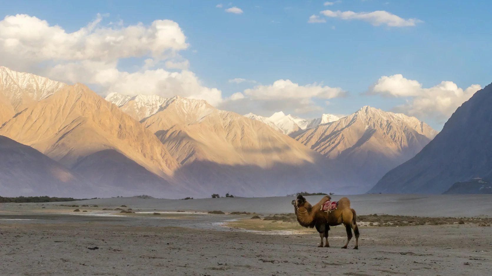 A double-humped Bactrian camel standing on the cold sand dunes of the Nubra valley below snow-covered peaks