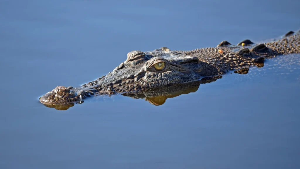 A saltwater crocodile gliding through calm water, as seen in the Bhitarkanika mangroves, Odisha