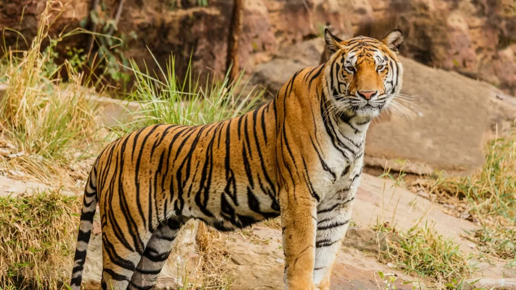 A Bengal tiger standing in dry grassland, representing the Similipal tiger reserve in Odisha