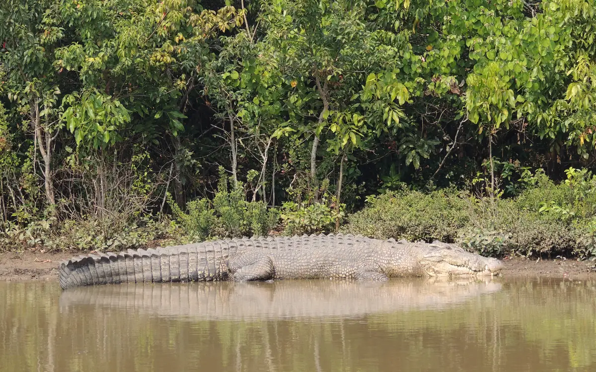 A saltwater crocodile on a muddy bank backed by mangroves in Bhitarkanika, Odisha