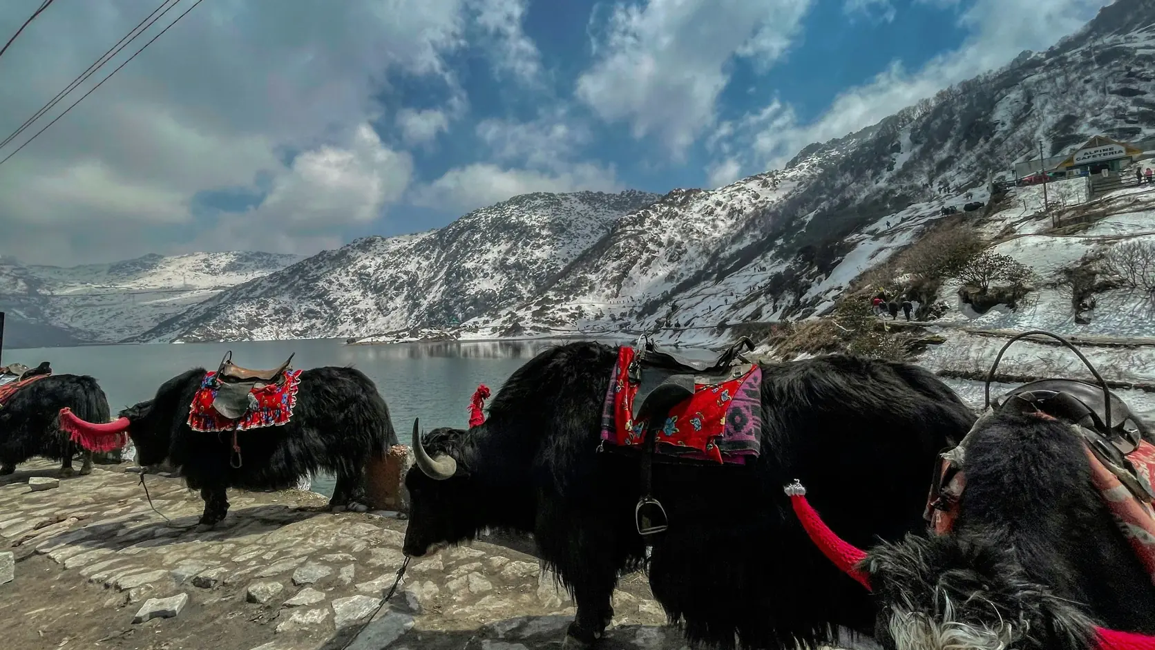 Decorated yaks beside the frozen shore of Tsomgo Lake, Sikkim