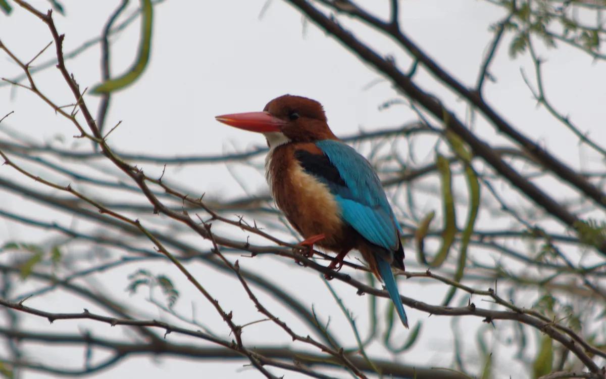 A white-throated kingfisher at Sultanpur National Park, Haryana