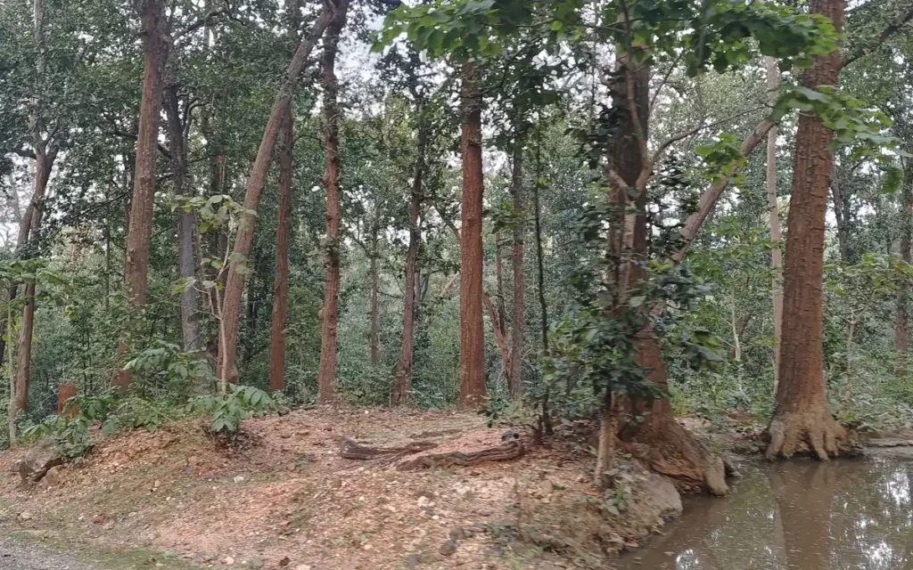 Sal forest in Betla National Park, part of the Palamau Tiger Reserve, Jharkhand