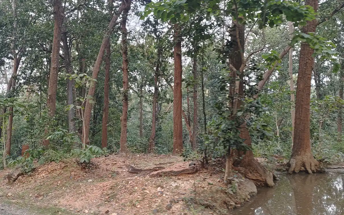 Sal forest in Betla National Park, part of the Palamau Tiger Reserve, Jharkhand